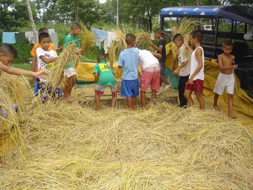 boys at harvest time